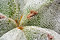 Free Vegetable Details Stock Images - 2292904