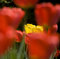 Free Isolated Yellow Tulips Royalty Free Stock Image - 2293796