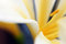 Free Vivid Abstract Flower Interior Royalty Free Stock Photos - 2295268