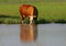 Free Drinking Cow Stock Photography - 2299382