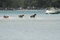 Free Sandbar Dogs! Royalty Free Stock Image - 2299576