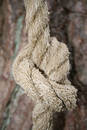 Free Knot Royalty Free Stock Photo - 230665
