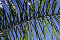 Free Palm Frond Stock Image - 234021