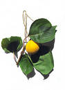 Free Tasty Apricote Stock Photos - 236123