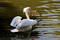 Free Pelican Royalty Free Stock Images - 239069