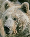 Free Syrian Brown Bear 8 Royalty Free Stock Photos - 2300758