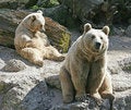 Free Syrian Brown Bear 10 Stock Photography - 2306592