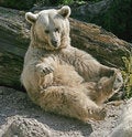 Free Syrian Brown Bear 11 Stock Photography - 2306612