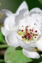 Free Tree Branch In Bloom Royalty Free Stock Photos - 2309628