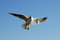 Free The Seagull Royalty Free Stock Images - 2300329
