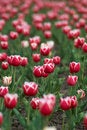 Free TULIPS FIELD I Stock Photography - 2310552