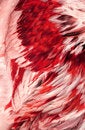 Free Abstract Red Feathers Stock Images - 2312634