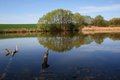 Free Pond With Reflection Royalty Free Stock Image - 2312746