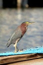 Free Little Green Heron Stock Photo - 2318890