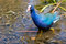 Free Purple Gallinule Royalty Free Stock Photography - 2310357