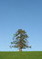 Free Evergreen Tree In Winter Royalty Free Stock Photos - 2312948