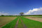 Free Single Tree On The Acre Royalty Free Stock Image - 2315396