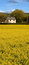 Free Rapeseed Field Stock Photos - 2318403