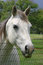 Free Gray Horse Stock Photo - 2319570