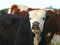 Free Young Bull Stock Photos - 2319673