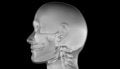 Free X-Ray Of Human Head Stock Photo - 2322620