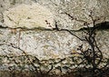 Free Old Wall Fasade Royalty Free Stock Images - 2324369