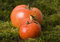 Free Tomatos On The Moss Royalty Free Stock Image - 2321246