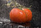 Free Tomatos Royalty Free Stock Photo - 2321255