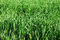 Free Cornfield Stock Photos - 2322413
