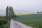 Free Towards The Rapeseed Fields Stock Images - 2322994