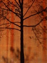 Free Tree Shadow Stock Photo - 2330000