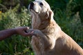 Free Retriever And A Male Hand Royalty Free Stock Image - 2333256