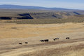 Free Wild Horses On The Praire Stock Photo - 2337630