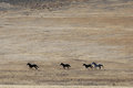 Free Wild Horses Running Royalty Free Stock Image - 2337636