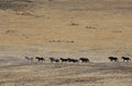 Free Wild Horses Running Royalty Free Stock Photography - 2337637