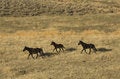 Free Three Wild Horses On Hillside Royalty Free Stock Image - 2337716