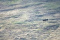 Free Two Wild Horses Royalty Free Stock Photo - 2337815
