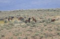 Free WIld Horses Fighting Stock Images - 2337894