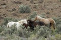 Free Three Wild Horses In Sage Stock Photography - 2337902
