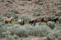 Free Wild Horses Standing In Sage Stock Photography - 2338002