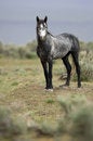 Free Wild Horse Standing Alone Stock Image - 2338071