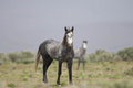 Free Wild Horse Standing Alone Stock Photos - 2338073