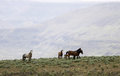 Free Wild Horses Standing On Ridge Royalty Free Stock Photo - 2338115