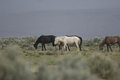 Free Wild Horses Grazing Royalty Free Stock Photos - 2338128