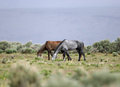 Free Wild Horses Grazing Stock Photo - 2338130