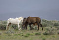 Free Wild Horses Grazing Royalty Free Stock Photography - 2338137