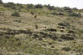 Free Wild Horses On Hillside Stock Photography - 2338172