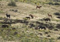 Free Wild Horses On Hillside Royalty Free Stock Photography - 2338177