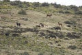 Free Wild Horses On Hillside Stock Images - 2338194