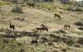 Free Wild Horses On Hillside Royalty Free Stock Photos - 2338198